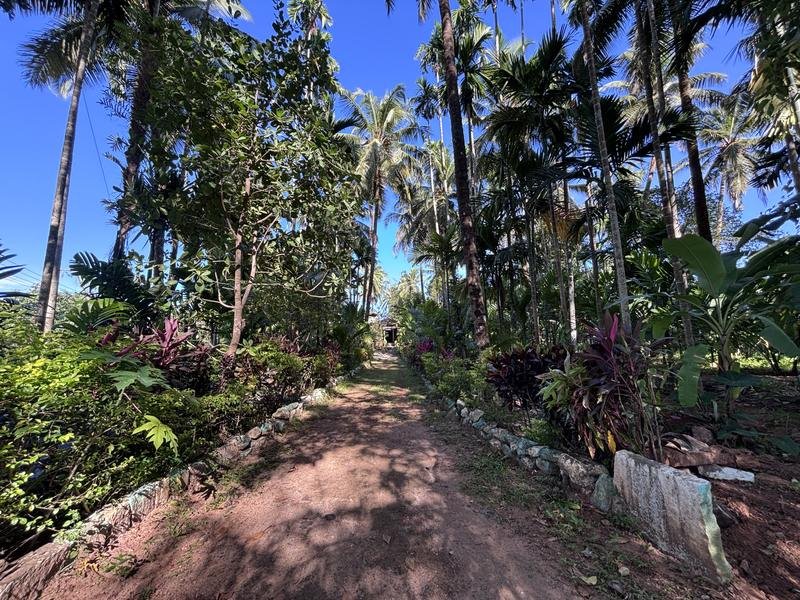 Banana & areca plantation